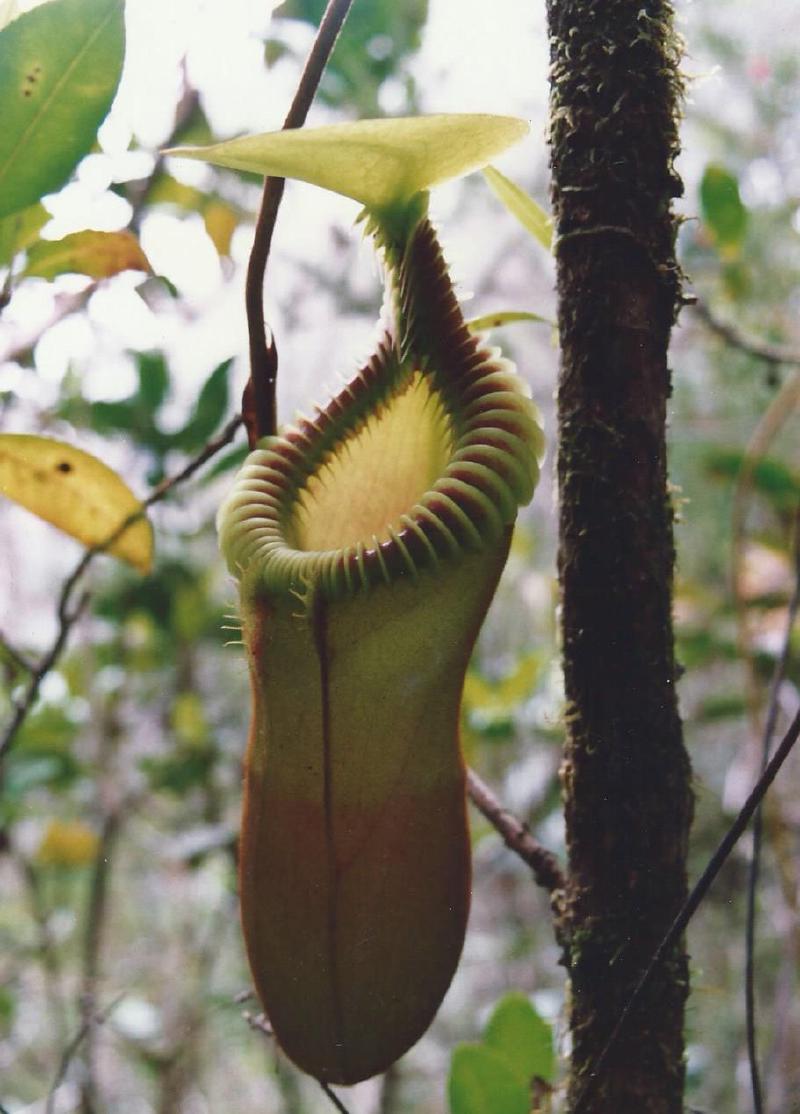 Nepenthes x harryana, the natural hybrid between N. edwardsiana and N. villosa in Borneo.