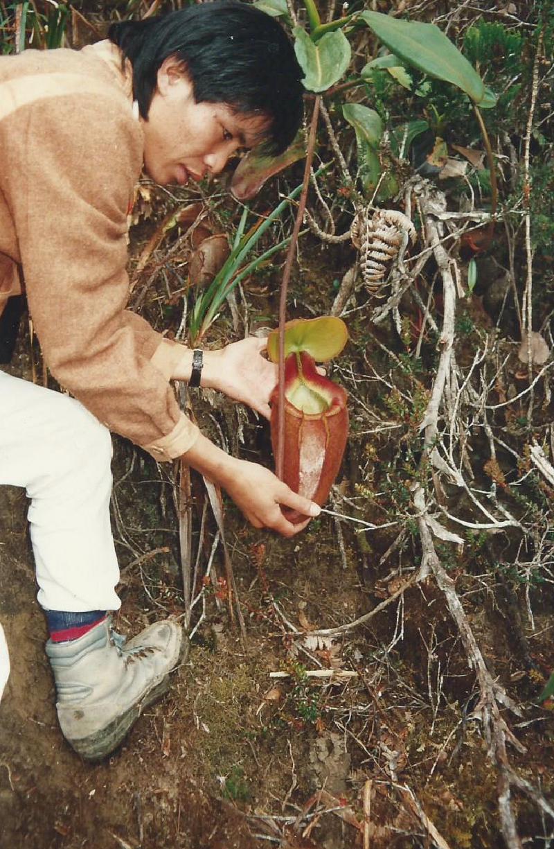 Nepenthes x kinabaluensis, the natural hybrid between N. rajah and N. villosa, named after Mount Kinabalu in Borneo.