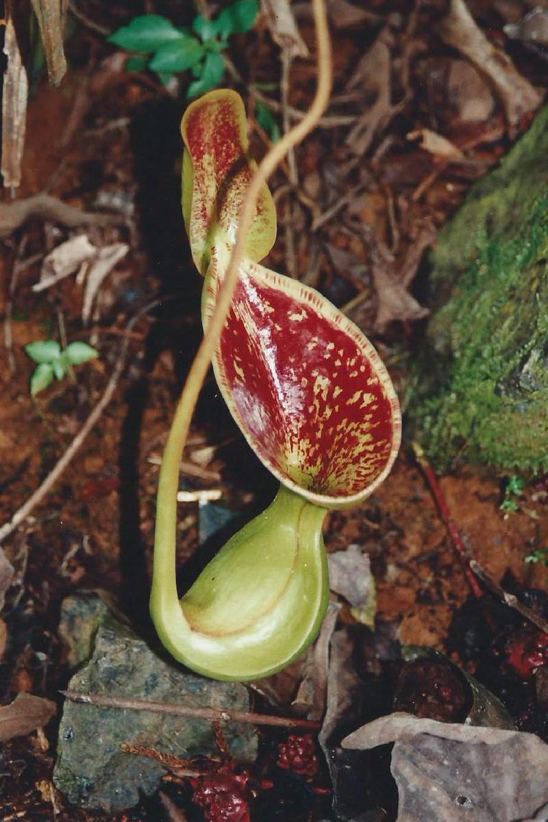 Nepenthes lowii, Mount Kinabalu.