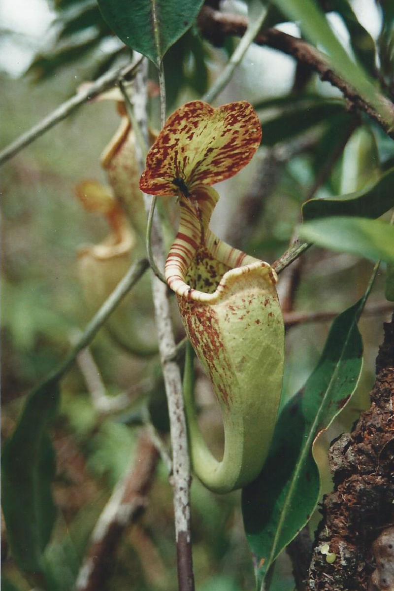 Nepenthes rafflesiana.