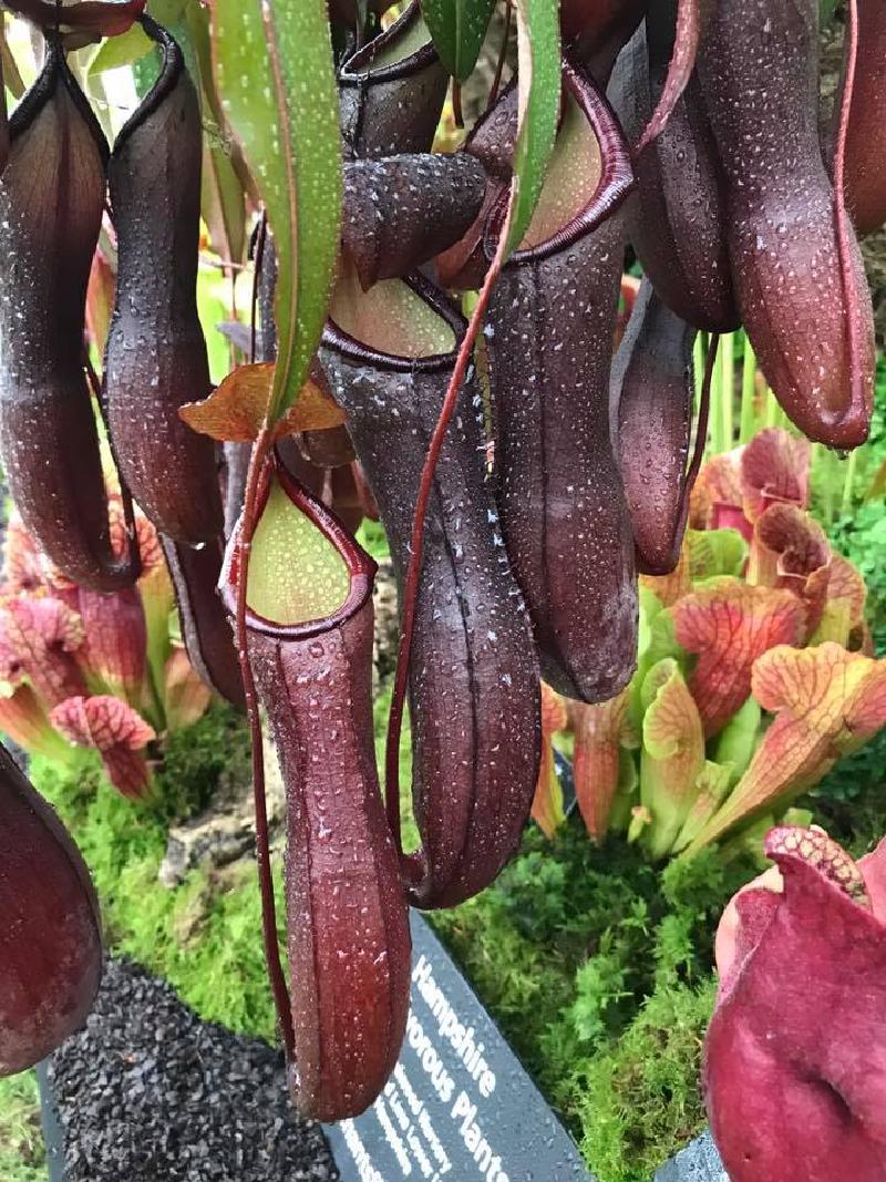 Nepenthes cv 'Rebecca Soper', a cross between N.ramispina and N. ventricosa that Matt named after his daughter.