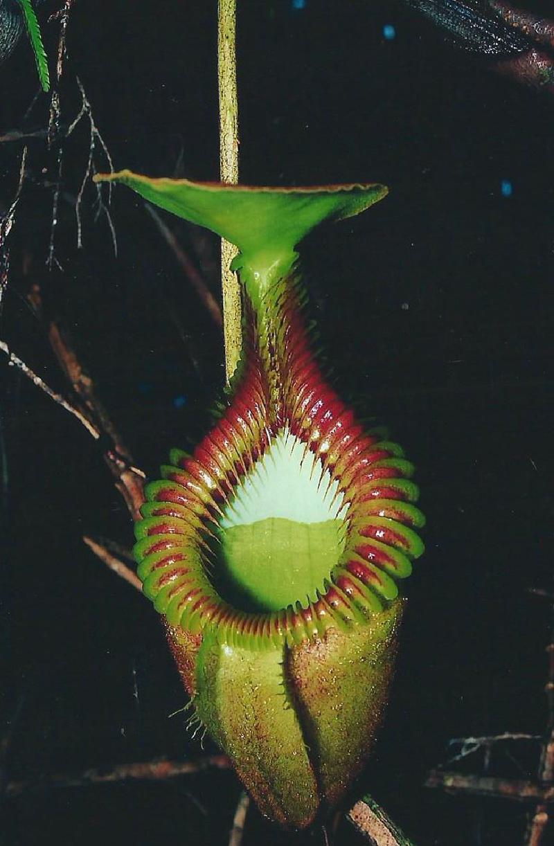 Matt's photo of Nepenthes villosa in Borneo.