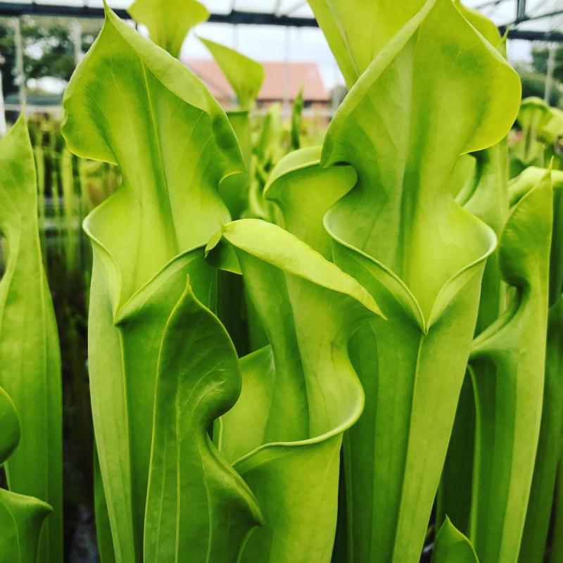 Sarracenia 'James Wong', a selected form of Sarracenia flava var maxima.