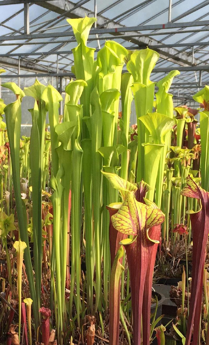 Sarracenia 'James Wong', a selected form of Sarracenia flava var maxima.