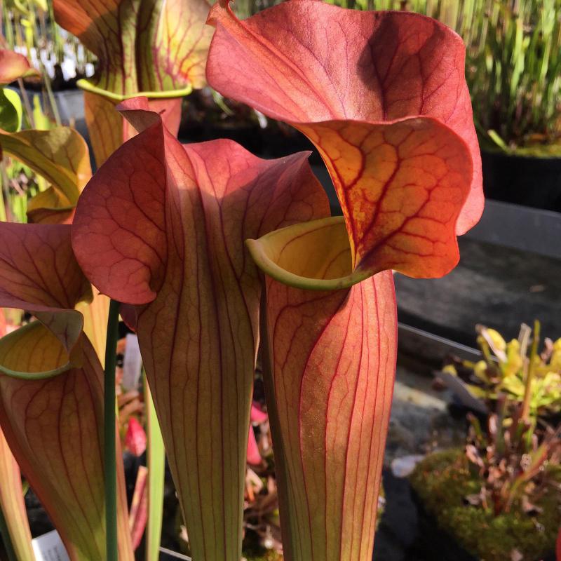 Sarracenia 'Johnny Marr', a selected form of Sarracenia × catesbaei.