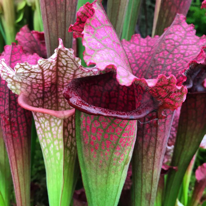 The beautiful pitchers of Sarracenia 'Juthatip Soper'.