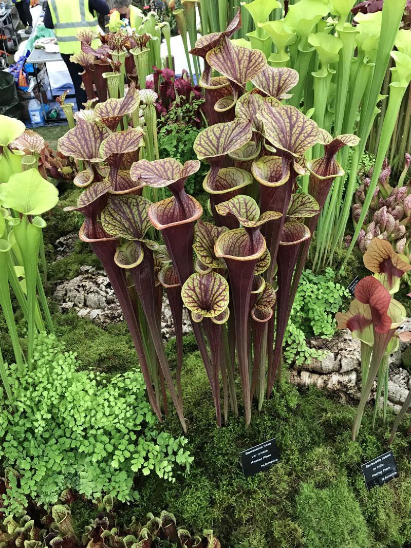 Sarracenia 'Roy Lancaster', a selected form of Sarracenia flava var rubricorpra, seen here at the Chelsea Flower Show.