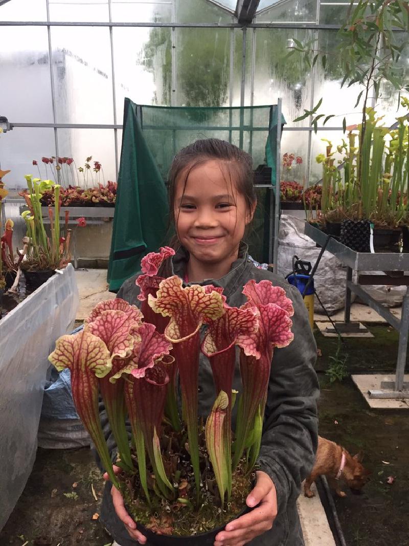 Sarracenia cv 'Daisy Soper' with its namesake!