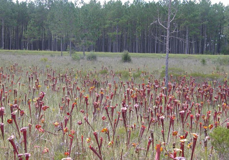 Red tube forms of Sarracenia flava.