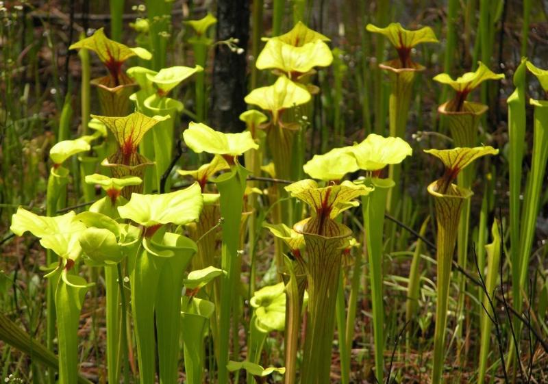 Matt's photo of Sarracenia flava fields in the US.