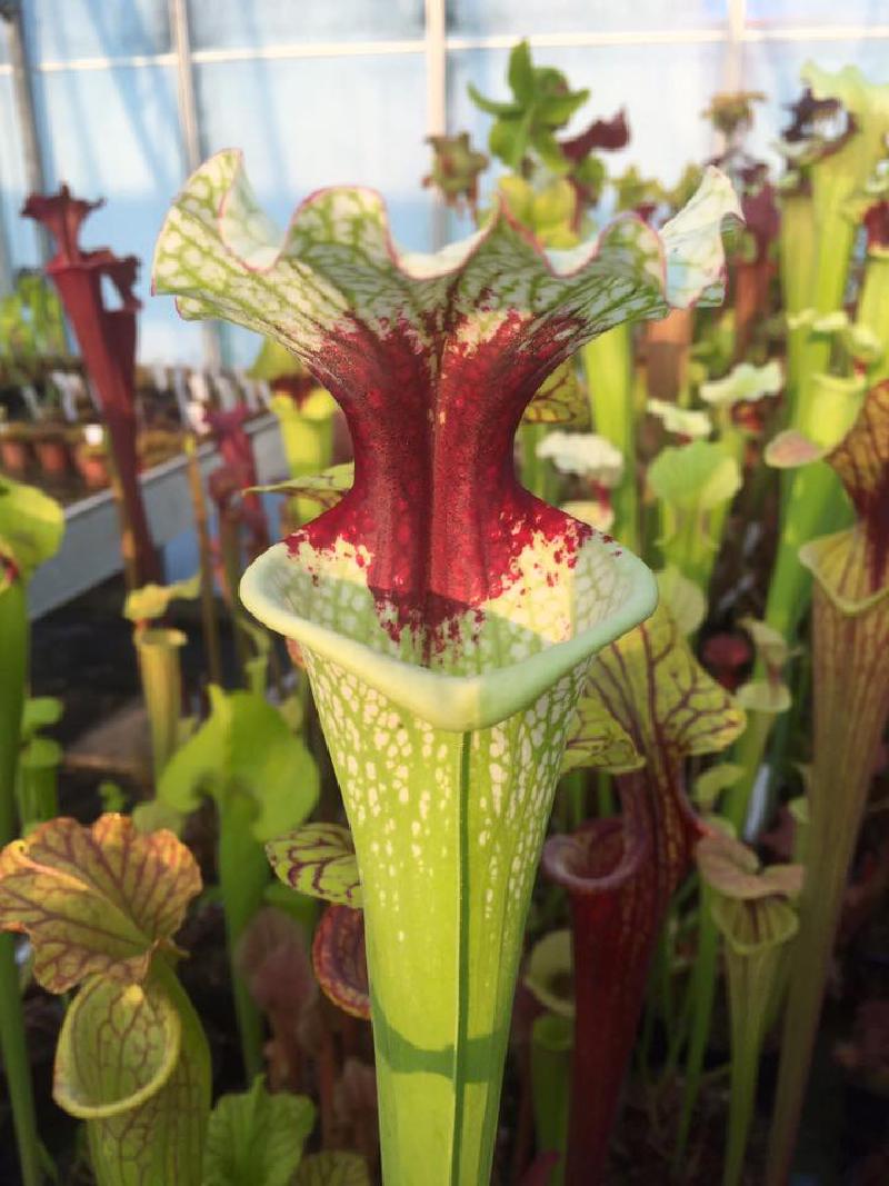 Sarracenia x moorei, Pensacola Fields.