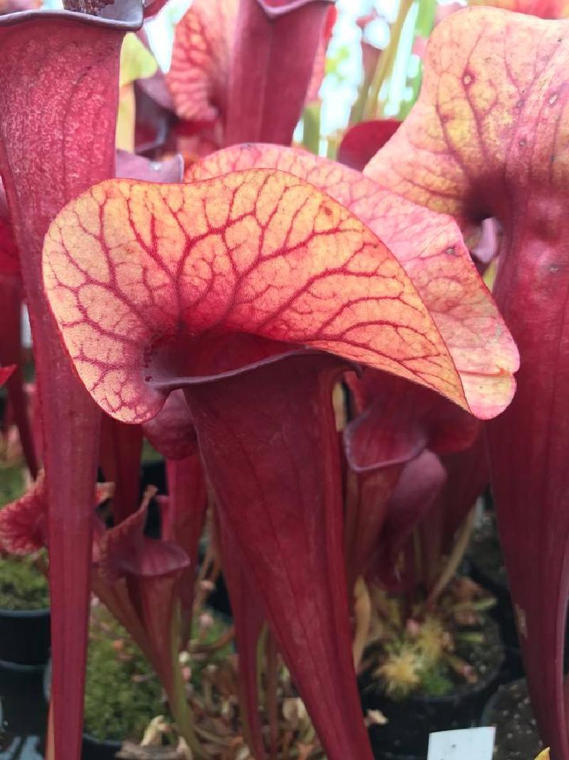 A selected seedling of Sarracenia cv. 'Peaches' x Sarracenia cv. 'Asbo'.