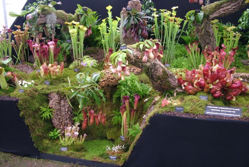 Hampshire Carnivorous Plants' display at Tatton Flower Show in 2007.