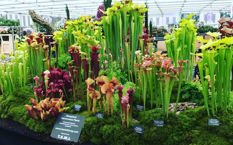 Hampshire Carnivorous Plants is probably the best known specialist nursery in the UK. Owner Matt is currently preparing for the nursery’s 20th year exhibiting at the Chelsea Flower Show...