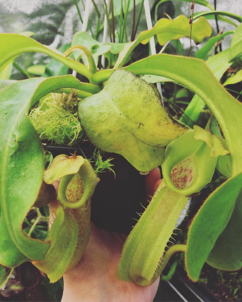 Nepenthes tiveyi x veitchii, the first of Siru's own crosses.