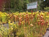Sarracenia flava 'butterscotch' with other flava forms.