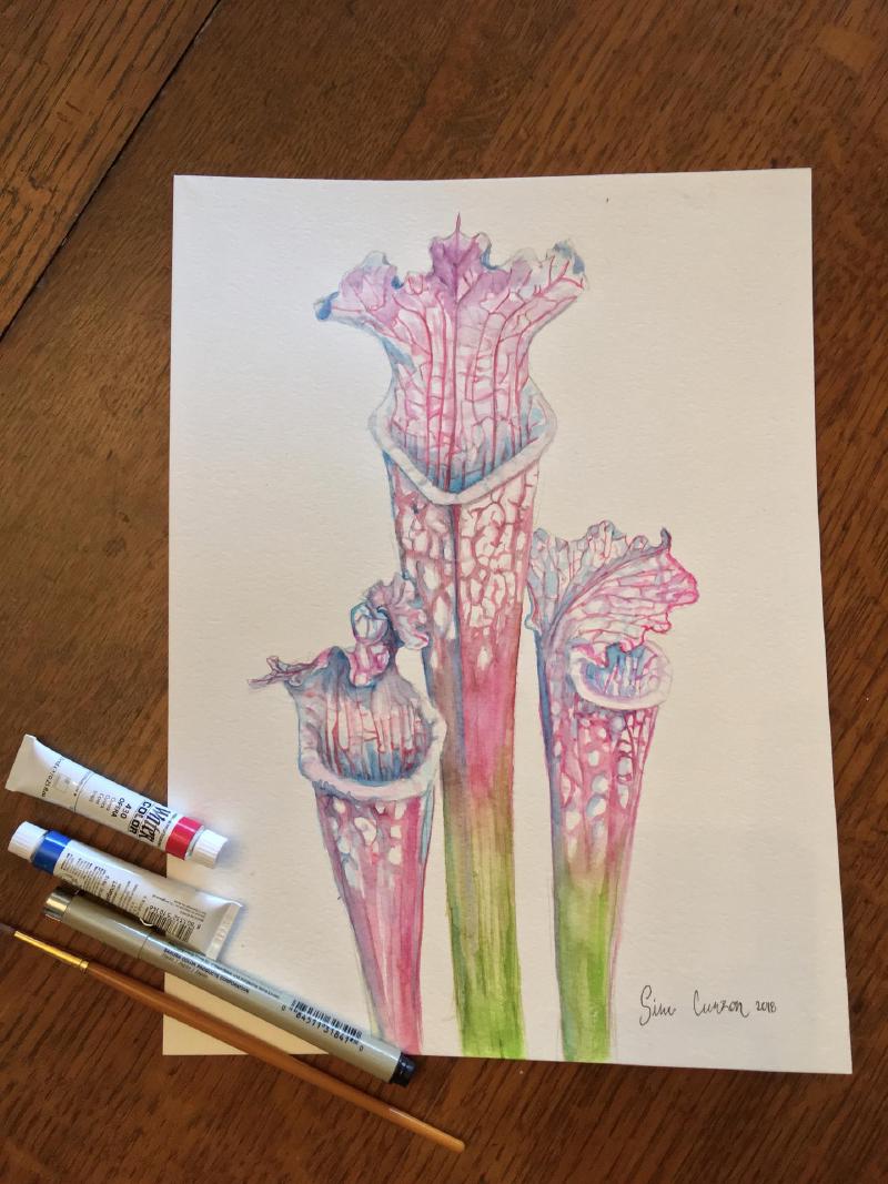 Painting of Sarracenia leucophylla in Liberty County, by Siru Curzon.