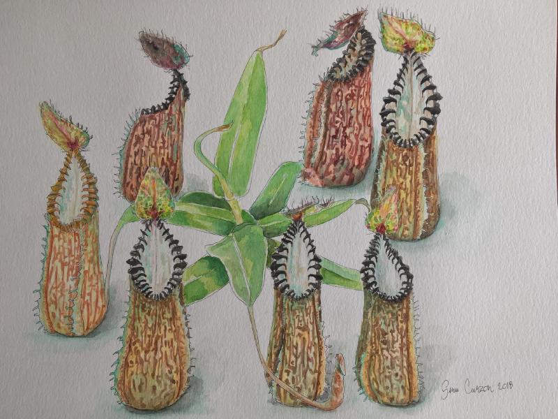 Nepenthes hamata watercolor by Siru Curzon (now sold!)