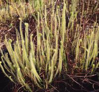 Drosera tracyi.