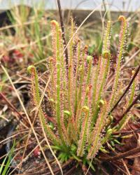 Drosera tracyi.