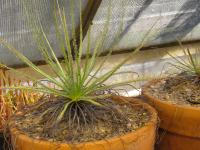 Drosophyllum (the dewy pine) at Meadowview.