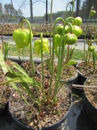 Sarracenia flava flower buds.