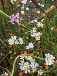 Flytrap flowers, calopogon tuberosus, and polygala lutea.