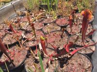 Freshly repotted plants with baby sundews.