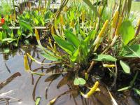 Orontium aquaticum, the golden club - associated species.