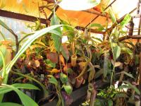 Nepenthes in the lowland greenhouse.