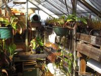 The lowland greenhouse.