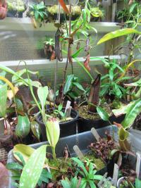 Nepenthes in the highland shed.