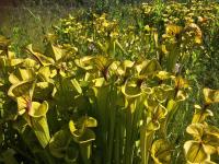 Sarracenia flava at the Joseph Pines Preserve.