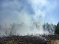 A prescribed burn at the Joseph Pines Preserve.