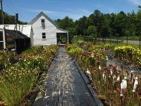 Meadowview in late June, when it can reach 100°F (38°C).