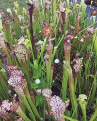 Sarracenia leucophylla and eriocaulon decangulare.