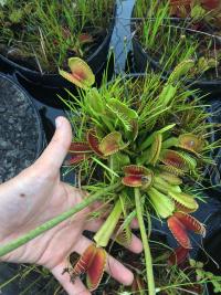 Meadowview's biggest flytrap, grown from seed.