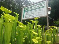 Sarracenia flava var maxima in front of the Meadowview sign.