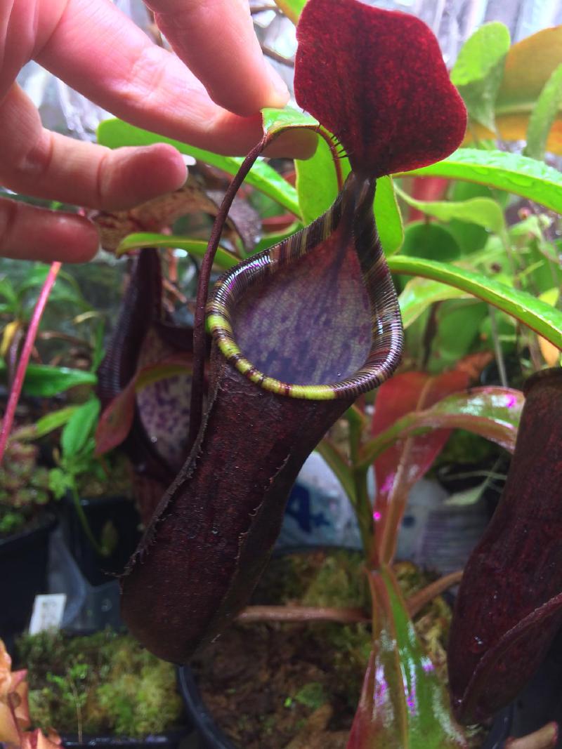 Nepenthes muluensis x lowii, from Siru's personal collection.