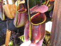 Nepenthes bicalcarata.