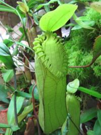 An upper pitcher on Richard's Nepenthes hamata.