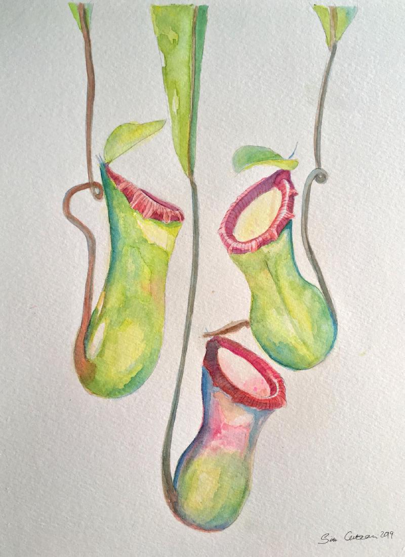 Nepenthes ventricosa painting by Siru Curzon.