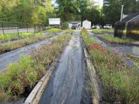 Plant beds at Meadowview in Spring.