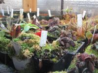 Various genera in the highland shed.