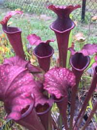 Sarracenia 'plum', a Meadowview cultivar.