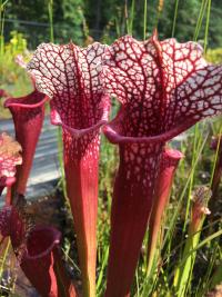 Sarracenia 'candy stripe', a Meadowview cultivar.