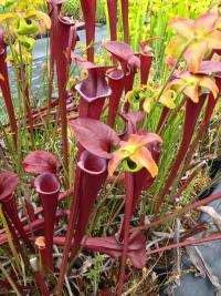 Sarracenia 'red viper', Meadowview cultivar.