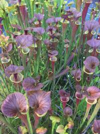 Sarracenia flava butterscotch.