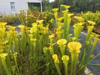 Sarracenia flava at Meadowview.