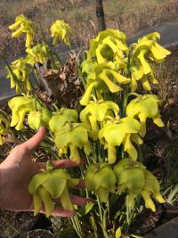 Sarracenia flava 'marshmallow' flowers.